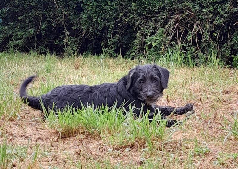 Société Protectrice des Animaux Autonome de Maine et Loire SPA - Spa Angers - OneBooking