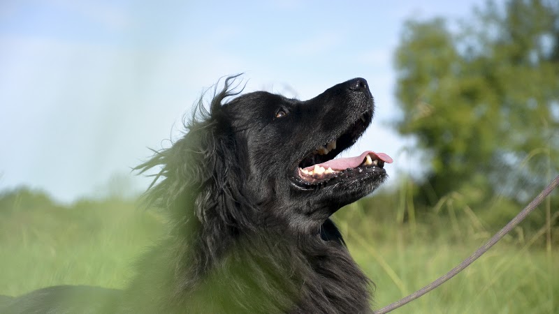 Animaux Assistance Europe (SPA de Bayonne) - Spa Bayonne - OneBooking
