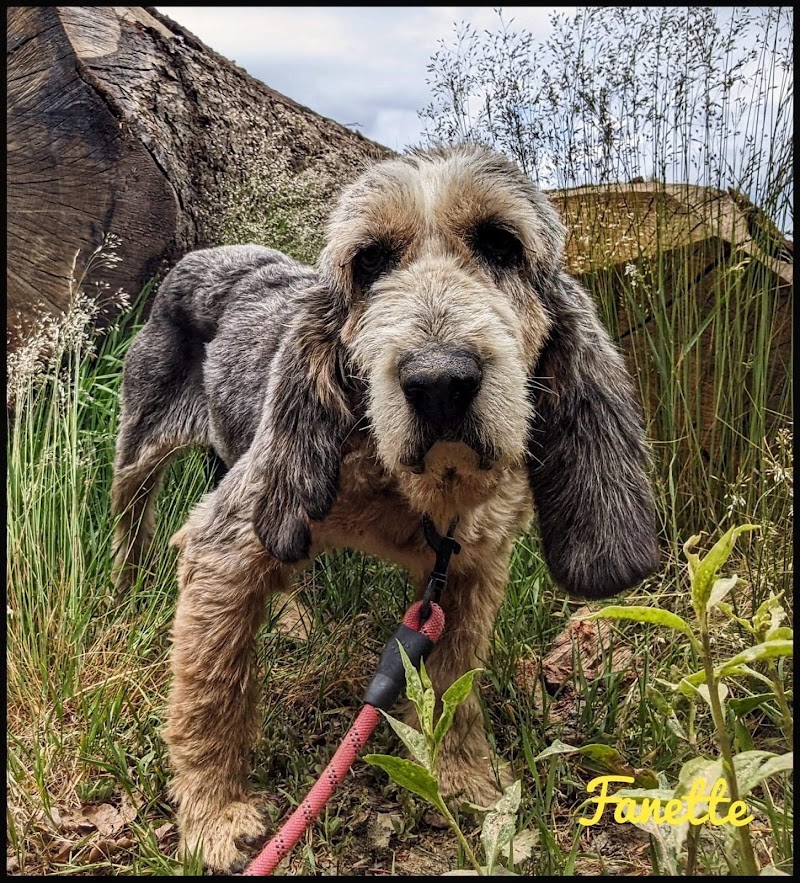 SPA du Cantal le 15 - Refuge pour animaux - Spa Aurillac - OneBooking